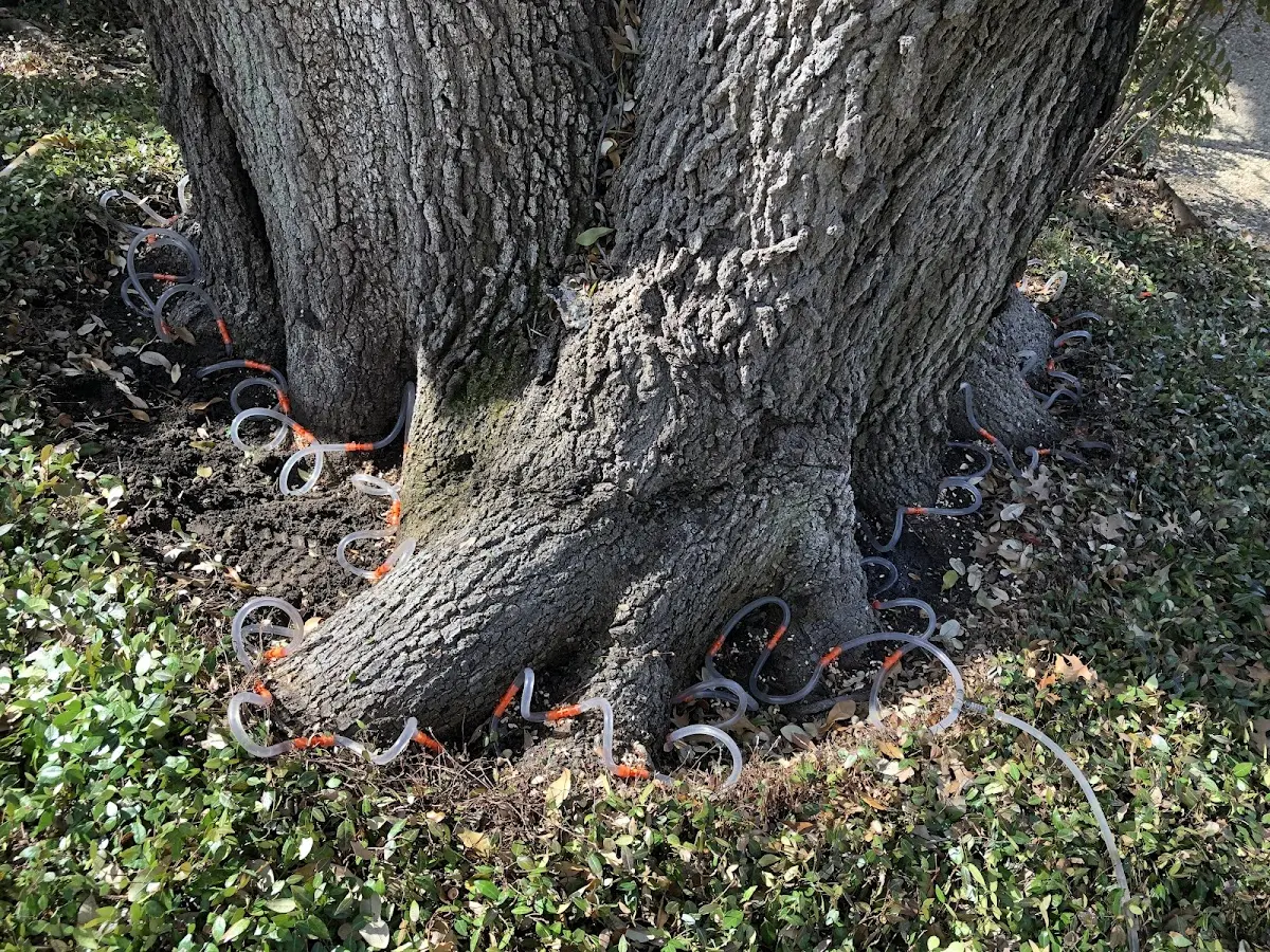 Detailed Shrub and Hedge Trimming job site in Tabor